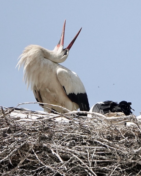 white stork